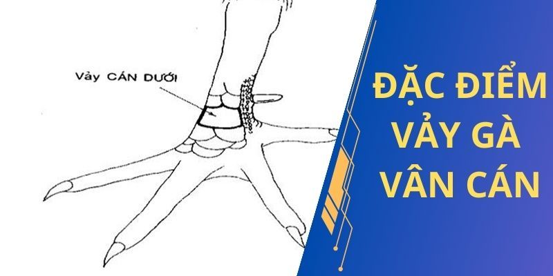 Các loại vảy gà vấn cán phổ biến