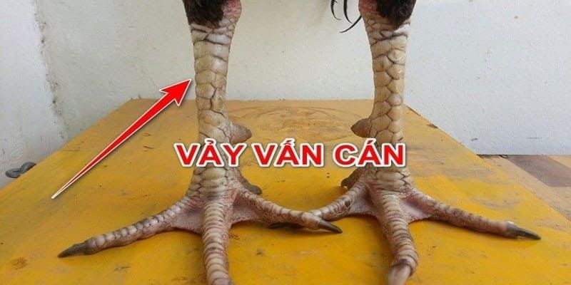 Vảy gà vấn cán